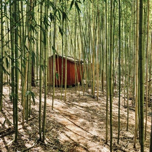 Moso The Giant bamboo root system/rhizome. Get your natural privacy screen fast image 3