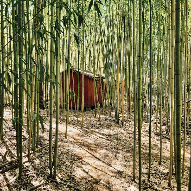 Moso The Giant bamboo root system/rhizome. Get your natural privacy screen fast image 3