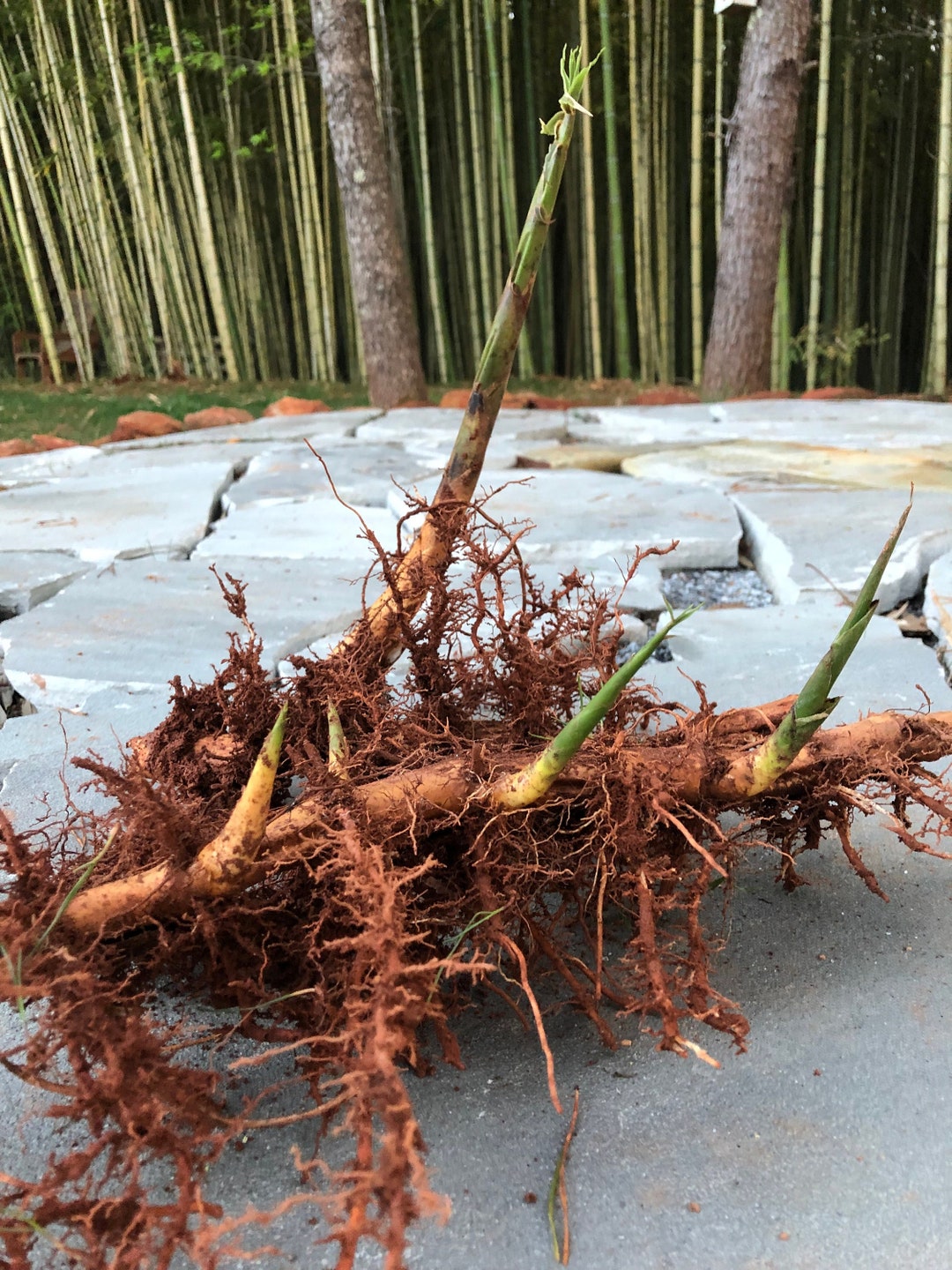 Moso the Giant Bamboo Root System/rhizome. Get Your Natural Privacy
