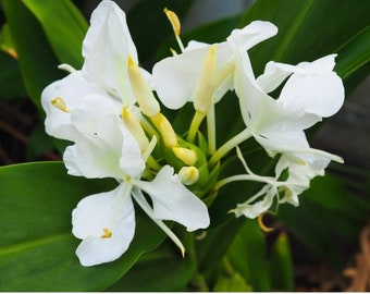 Buy 2 get 1 free *** White Butterfly Ginger Lily (Hedychium Ginger/White Garland Lily) rhizome