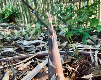 fresh bamboo shoots - sweet shoot bamboo