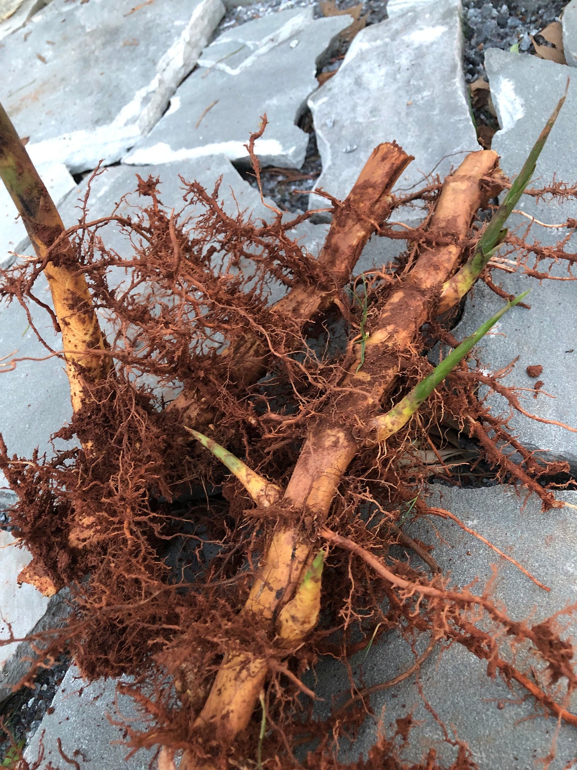 Moso the Giant Bamboo Root System/rhizome. Get Your Natural Etsy