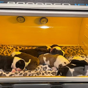 Puede incluir: Un grupo de cachorros recién nacidos descansando dentro de un recinto climatizado. Los cachorros tienen marcas negras, blancas y marrones y están acostados sobre una manta con estampado de leopardo. El recinto tiene un interior amarillo y un termómetro.