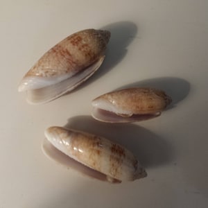 Lettered Olive natural seashells