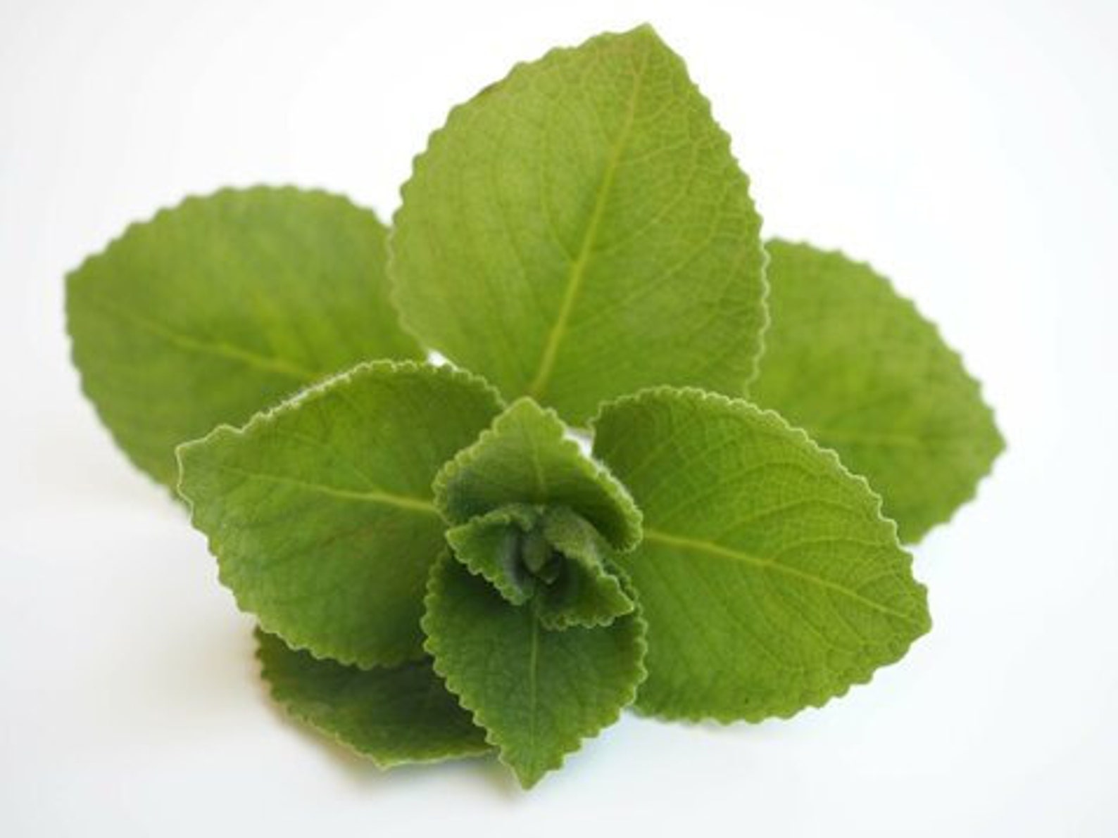 Colombian Coleus Amboinicus Cuttings Mexican Mint, Cuban Oregano