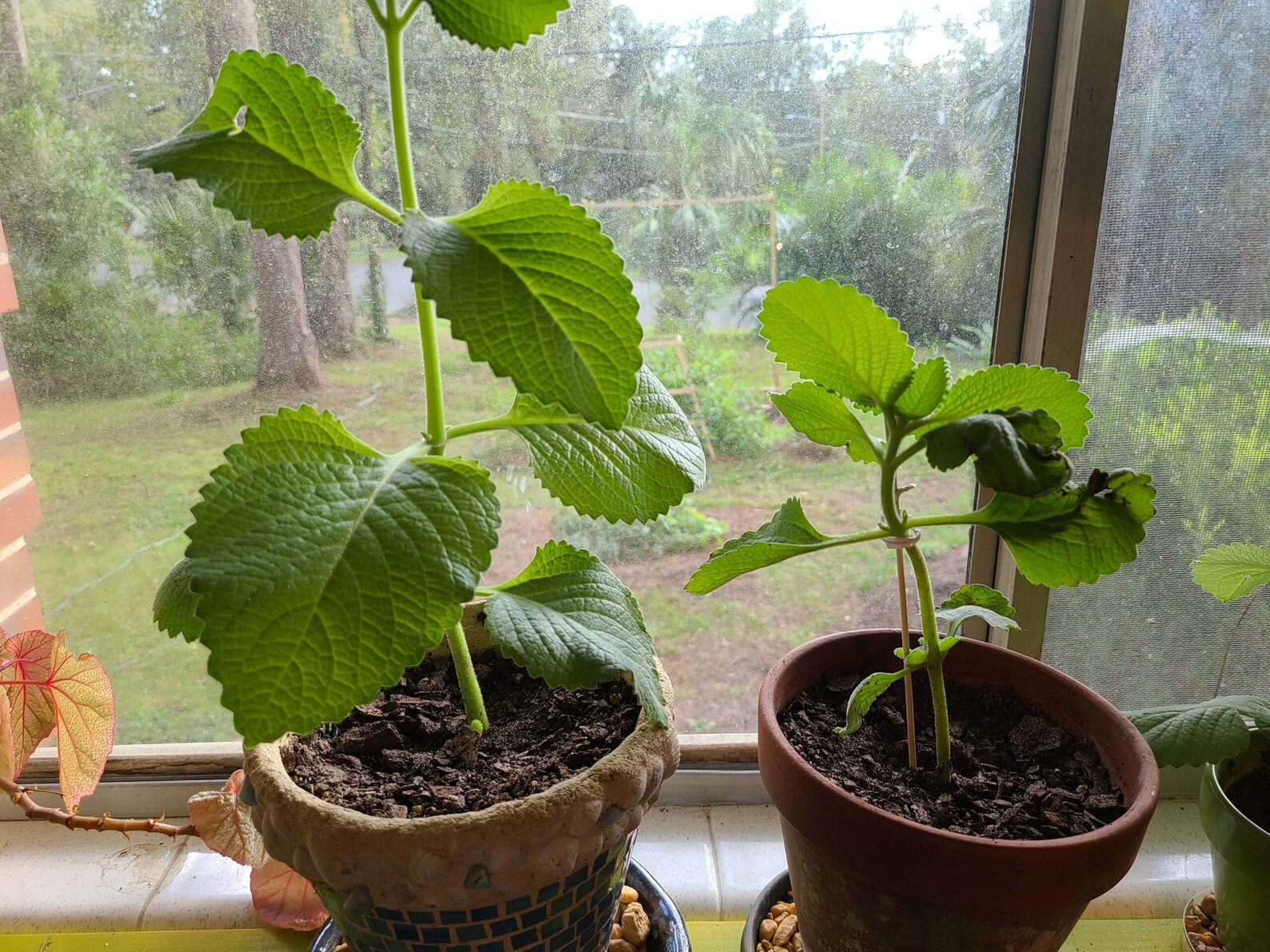 Colombian Coleus Amboinicus Cuttings Mexican Mint, Cuban Oregano