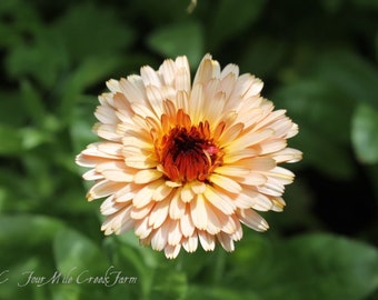 Calendula Flower Mix