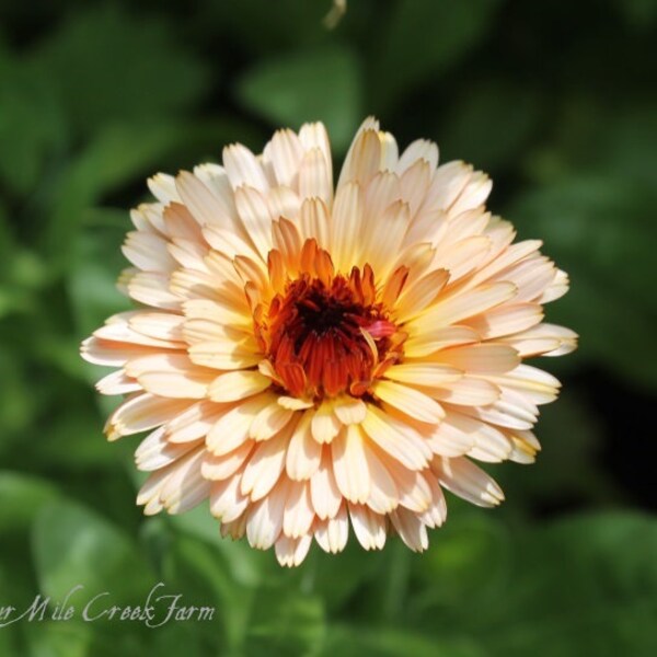 Calendula Flower Mix