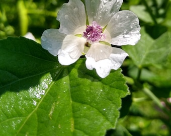 Marshmallow Plant Seeds