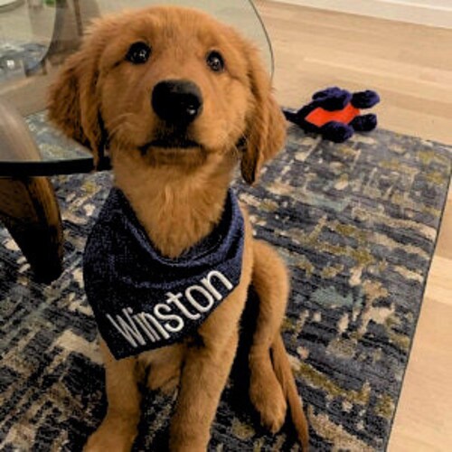 Custom dog bandana, New puppy bandana, new dog gift, Personalized embroidered Blue denim look cotton fabric Closure Dog Bandana snap closure