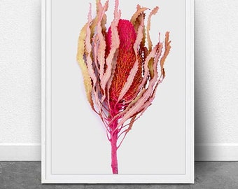 Banksia, DIGITAL Art,Instant Download, Flower Art Print, Botanical Art, Australian Native Flower Art, Printable Art, Single Flower Print,