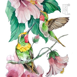 STAMPA edizione limitata "Colibrì e hibiscus",Stampa giclée, home decor, illustrazione, arte animale, fiori e uccelli, pittura ad acquerello
