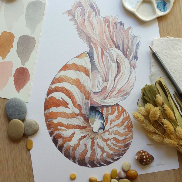 IMPRESIÓN DE EDICIÓN LIMITADA "Nautilus", concha marina, impresión giclée, arte de pared, ilustración, decoración, arte animal, mar, acuarela, regalo