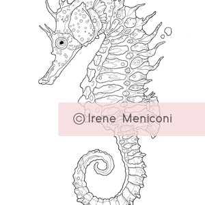 May include: A black and white line drawing of a seahorse with intricate details. The seahorse is facing left and has a curled tail. The drawing is on a white background.