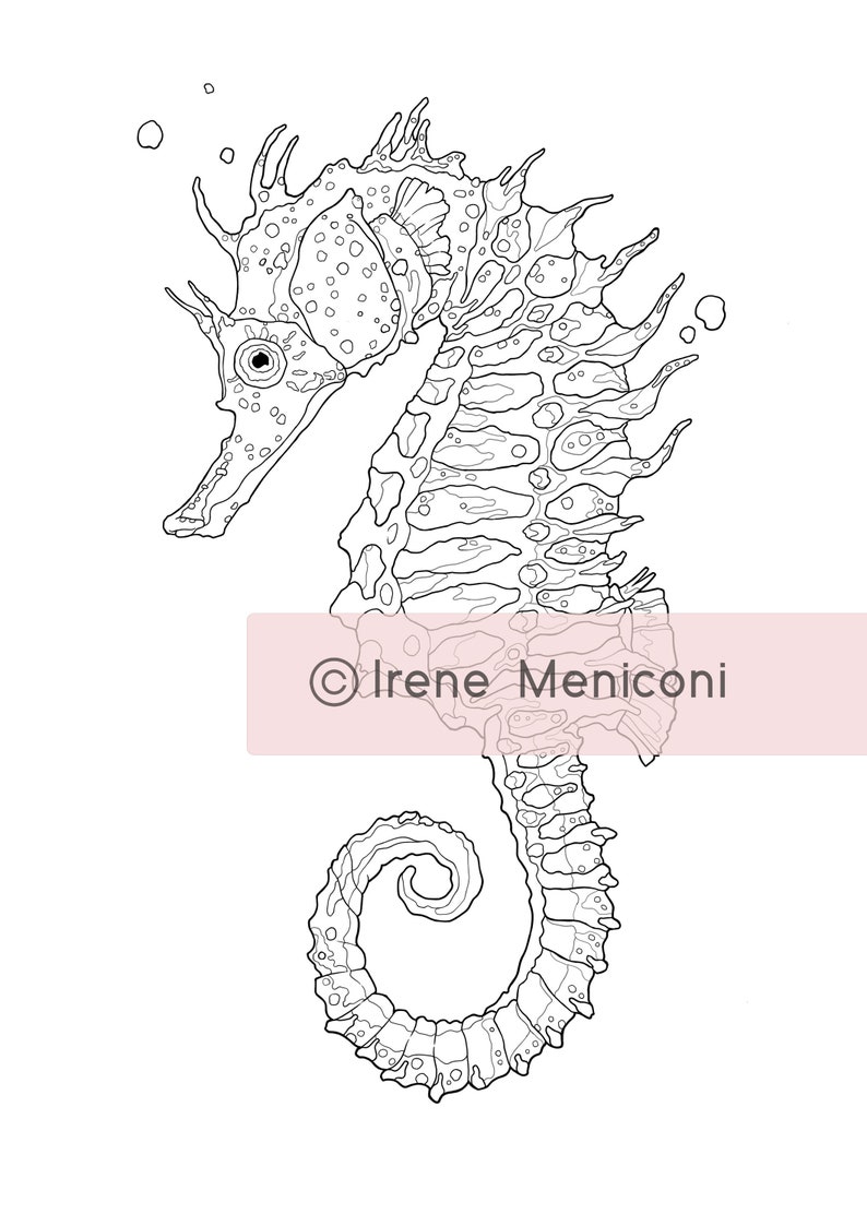 May include: A black and white line drawing of a seahorse with intricate details. The seahorse is facing left and has a curled tail. The drawing is on a white background.