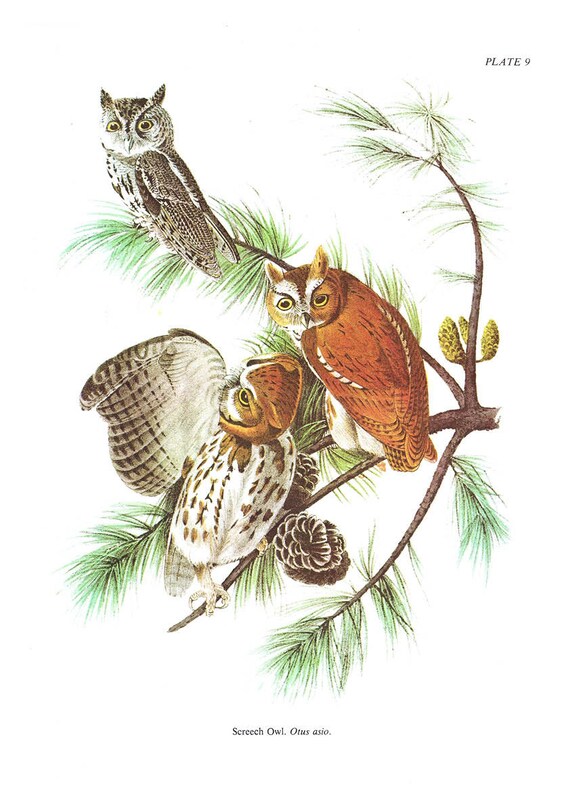 Bird Illustration Plate Screech Owl Printable Download Vintage.