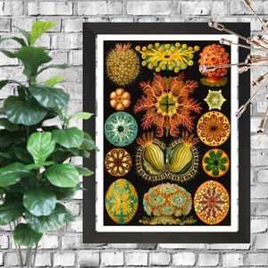 Ernst Haeckel Coral Naturalist Illustration -  A3 Downloadable Art Print - Retro Poster Print - Vintage Plants and Animals Drawing