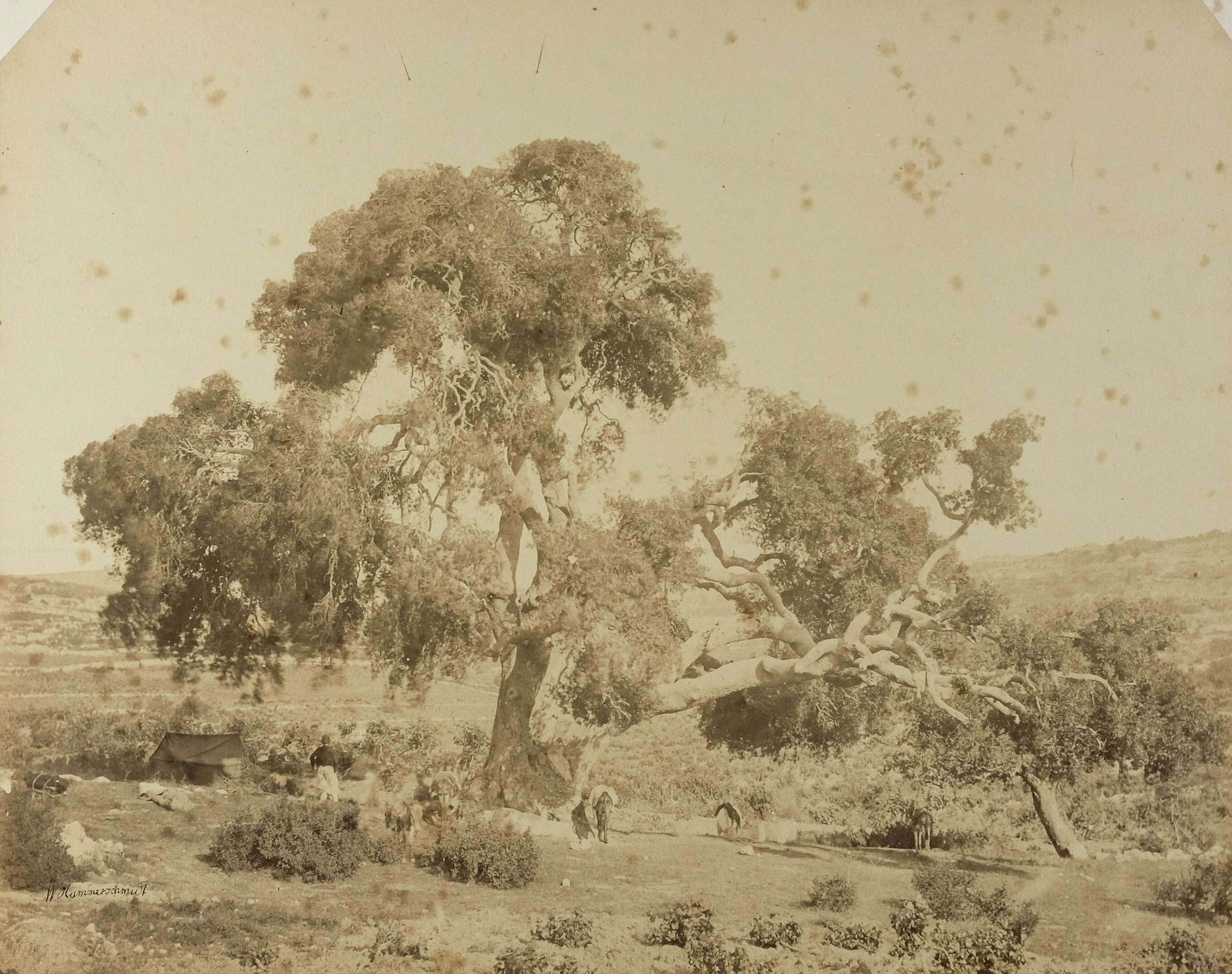 Vintage Photographie W. Hammerschmidt Mamré Arbre, Israel Albumine C.1870