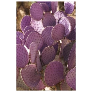 Cactus di fichi d'India viola, stampa giclée artistica, Arizona