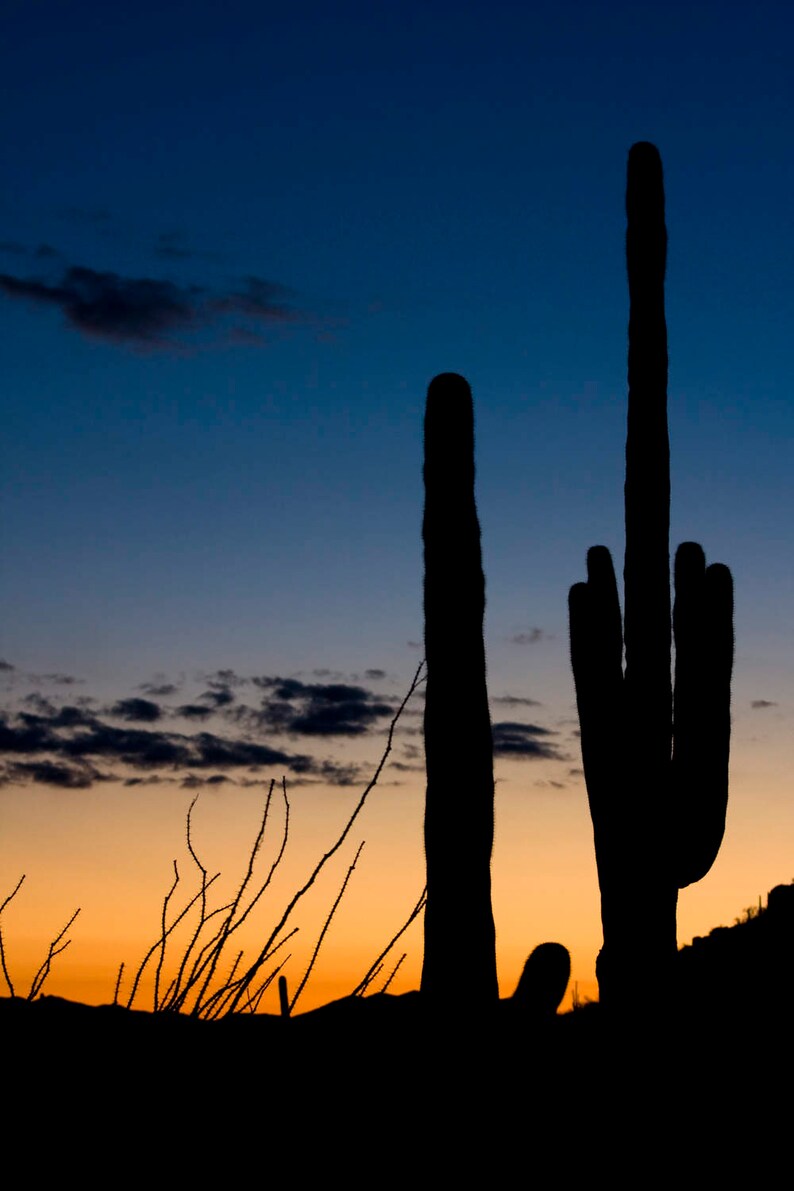 Free Free 350 Silhouette Saguaro Cactus Svg SVG PNG EPS DXF File