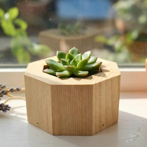 May include: A light-colored, wooden, octagonal planter holding a green succulent plant. The planter sits on a white surface near a window. A small terracotta pot is visible in the background.