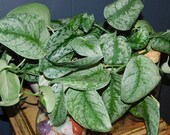 Scindapsus Exotica 3 node cuttings