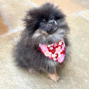 Japanese Dog Bandana, Reversible Dog Bandana, Cherry Blossom Dog Neckwear, Sakura Dog Bandana, Kawaii Bandana