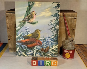 Impresión vintage original de AVES ~ Piquituerto americano y pardillo rojo - Ilustración de libro de la década de 1930 de Walter Alois Weber