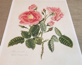 Vintage Henry C. Andrews Art Print ~ Rosa Provincials B. Scarlet - Provence Rose ~ 1805