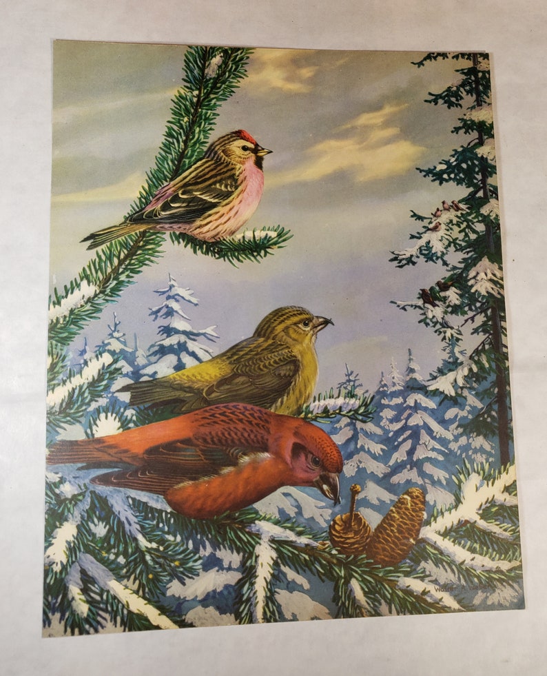 Original Vintage BIRDS Print ~ American Crossbill and Redpoll 1930/'s Book Illustration by Walter Alois Weber