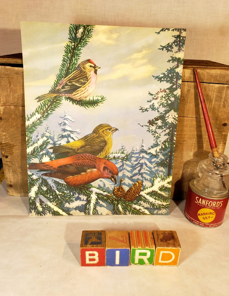 Original Vintage BIRDS Print ~ American Crossbill and Redpoll 1930/'s Book Illustration by Walter Alois Weber