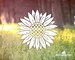 Sunflower Vinyl Decal - Sunflower Sticker, Sunflower Water Bottle Decal, Sunflower Gift, Floral Decor, Sunflower Laptop Stickers, Car Decal 