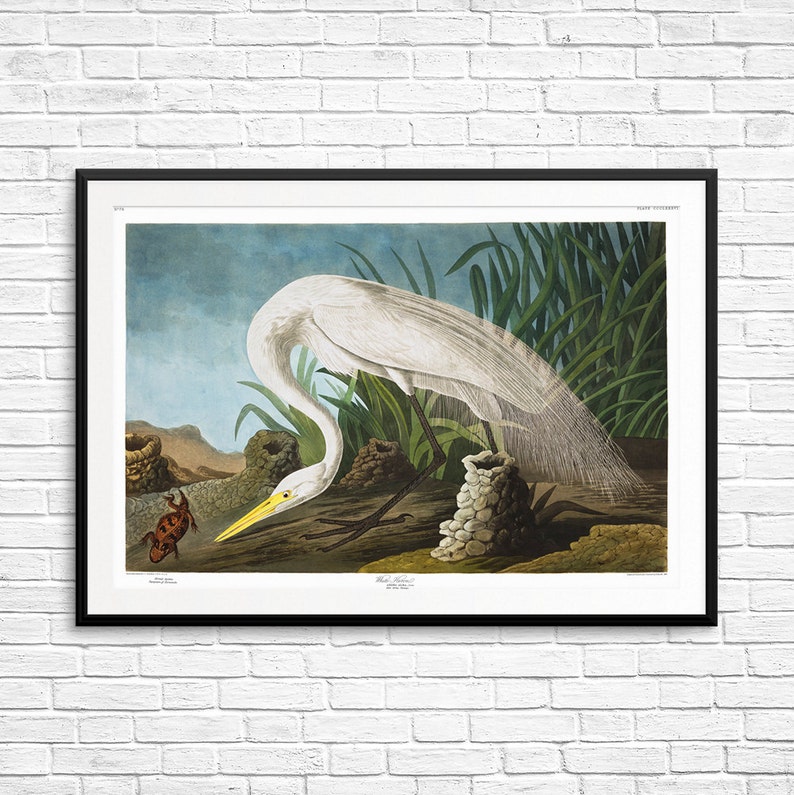 White Heron Herons Art Prints Posters Wall Decor
