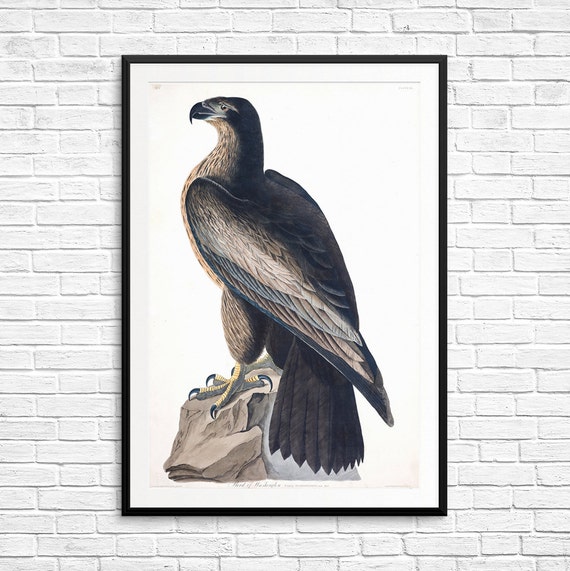 Bird Of Washington Birds Of America John Audubon Audubon Society Falcon Art Falcon Posters Audubon Posters Audubon Prints Fine Art