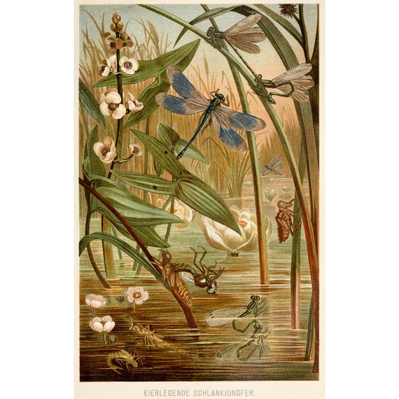 DRAGONFLY PIGMY DEMSELFLY Vintage Lithograph Digital Download