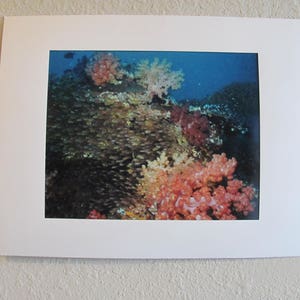 11 x 14 Matted Color 8 x 10 Print ~ Reef