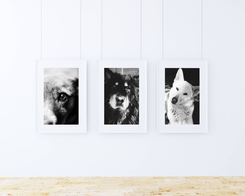 Dog Art, Black and White Dog Photography, Digital Download, Printable
