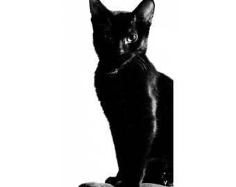 Black kitten photo, instant download, printable fine art photography