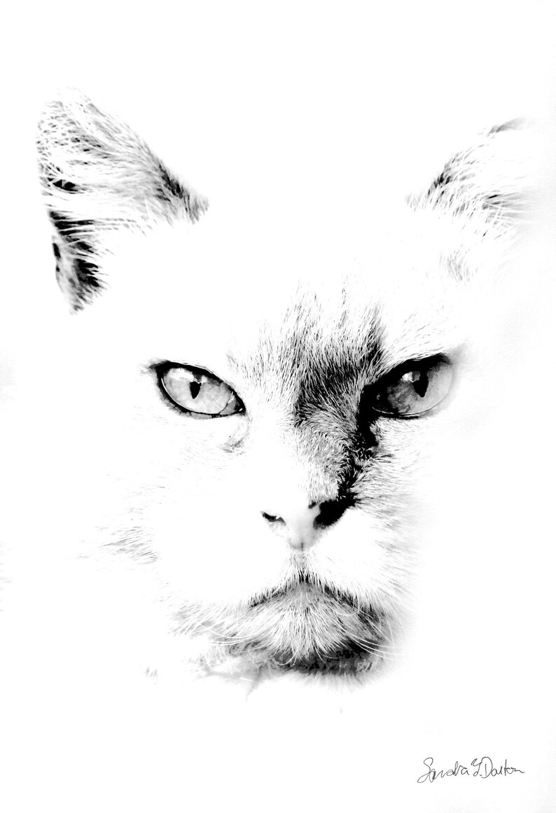 Fine Art Cat Photo Black and White Cat Photo Cat Poster Etsy