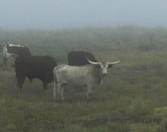 Longhorn photo, Cow Photo, Printable Wall Art, Digital Download, Western Art, 11" x 14" printable, note cards, greeting cards