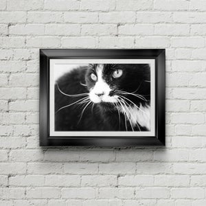 Wilde Katze Fotografie, schwarz / weiß Foto, tierärztlicher Kunst Wand Kunstdruck/Poster, druckbare große Poster Digital Download, Grußkarten Bild 2