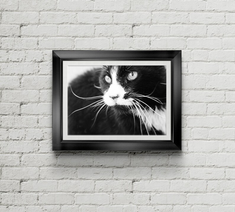 Wilde Katze Fotografie, schwarz / weiß Foto, tierärztlicher Kunst Wand Kunstdruck/Poster, druckbare große Poster Digital Download, Grußkarten Bild 2