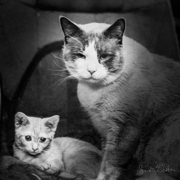 Snowshoe Siamese Cat watching over Kitten black and white fine art photo