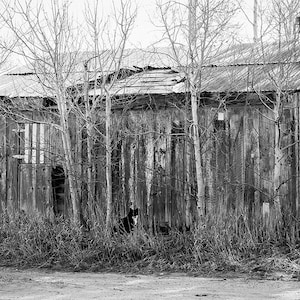 Black and white photo of tuxedo cat and old shed in historic Colorado mountain town – digital download