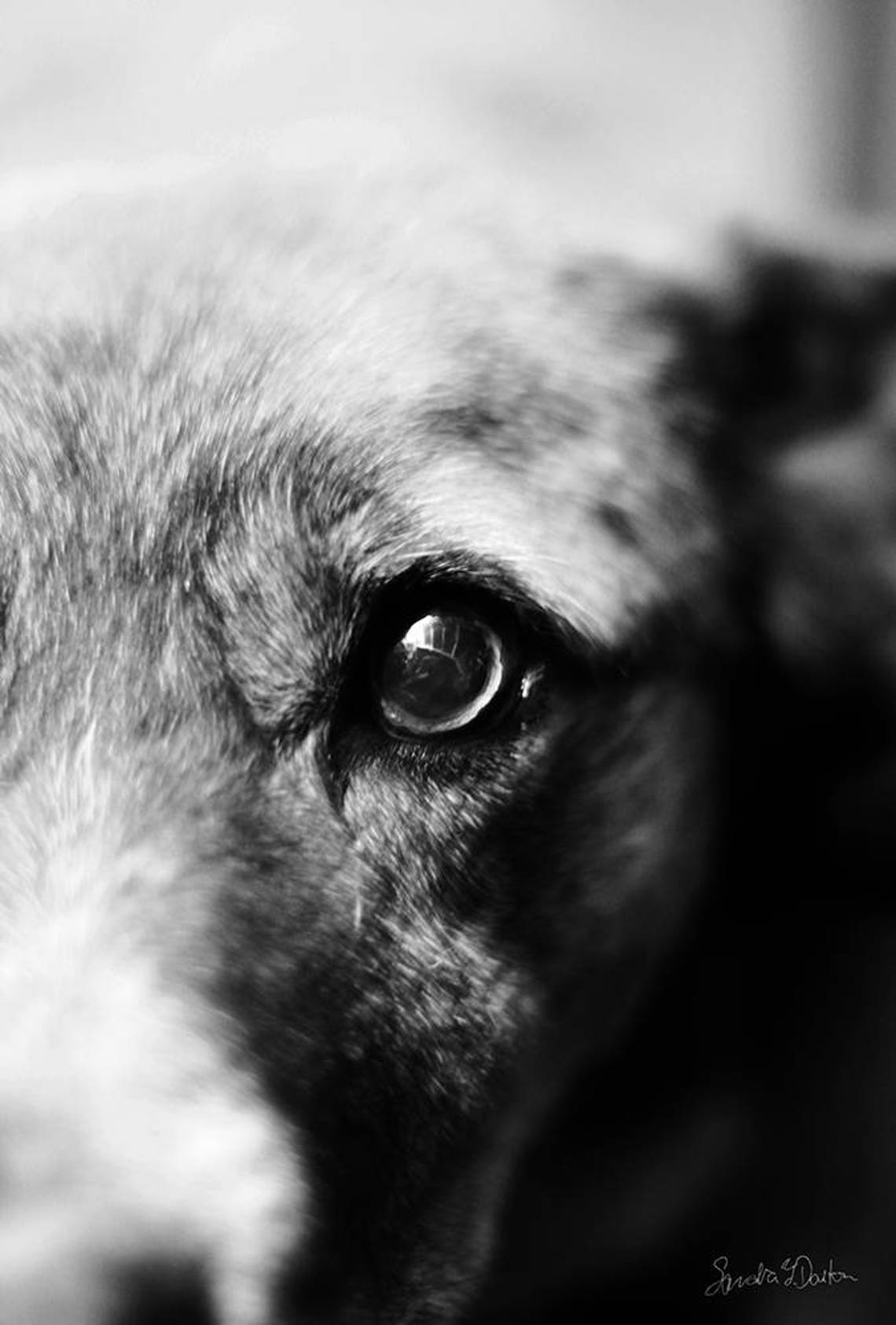Dog Art, Black and White Dog Photography, Digital Download, Printable