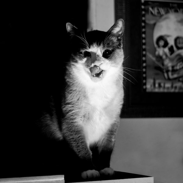 Snowshoe Siamese Cat Halloween Black and White Fine Art Photography, Vintage-Inspired Digital Download