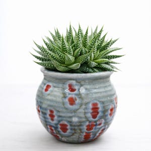 May include: A small, round ceramic planter with a green succulent plant. The planter is light blue with red floral patterns. The succulent has green, pointed leaves with white spots. The pot is approximately 4 inches in diameter.