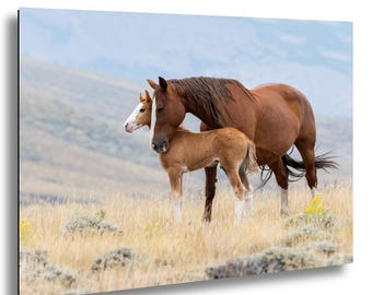 Fotografia dzikich koni w Salt Wells Creek | Miłość matki | Sztuka piękna Wyoming | Dekoracja ścienna