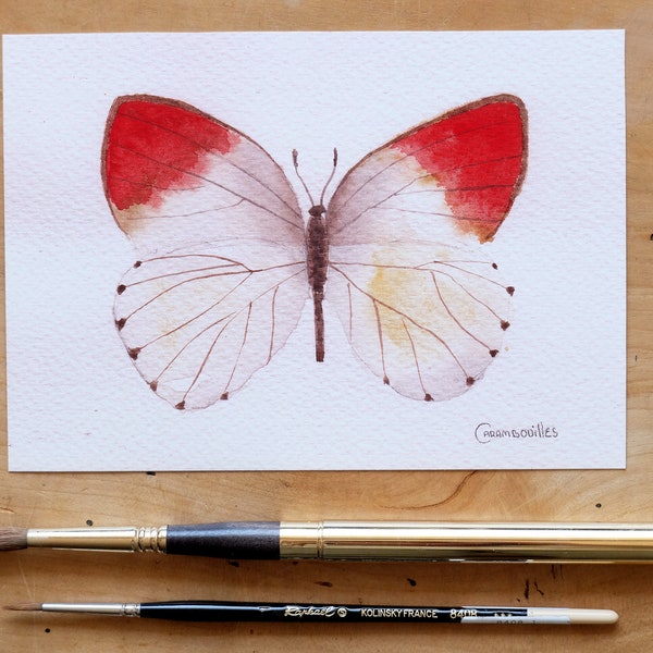 Original watercolor painting, Crimson Tip, Butterfly, Home decor, decoration, original fine art.