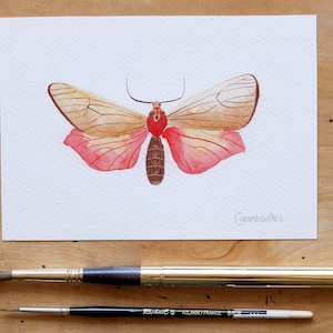 Peinture originale d’aquarelle d’un papillon d’Euprepia de Teracotona